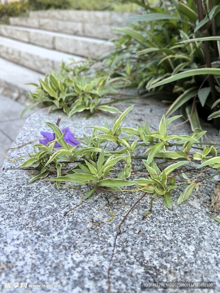 石階上綻放的紫色小花