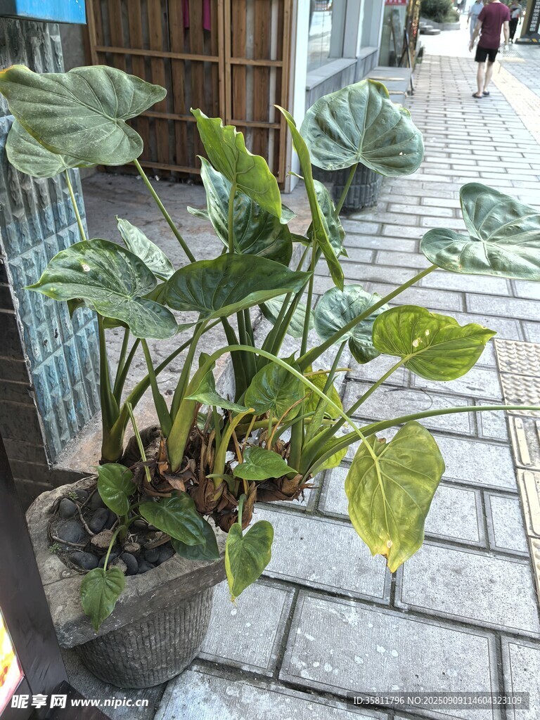 戶外盆栽綠植 葉片寬大