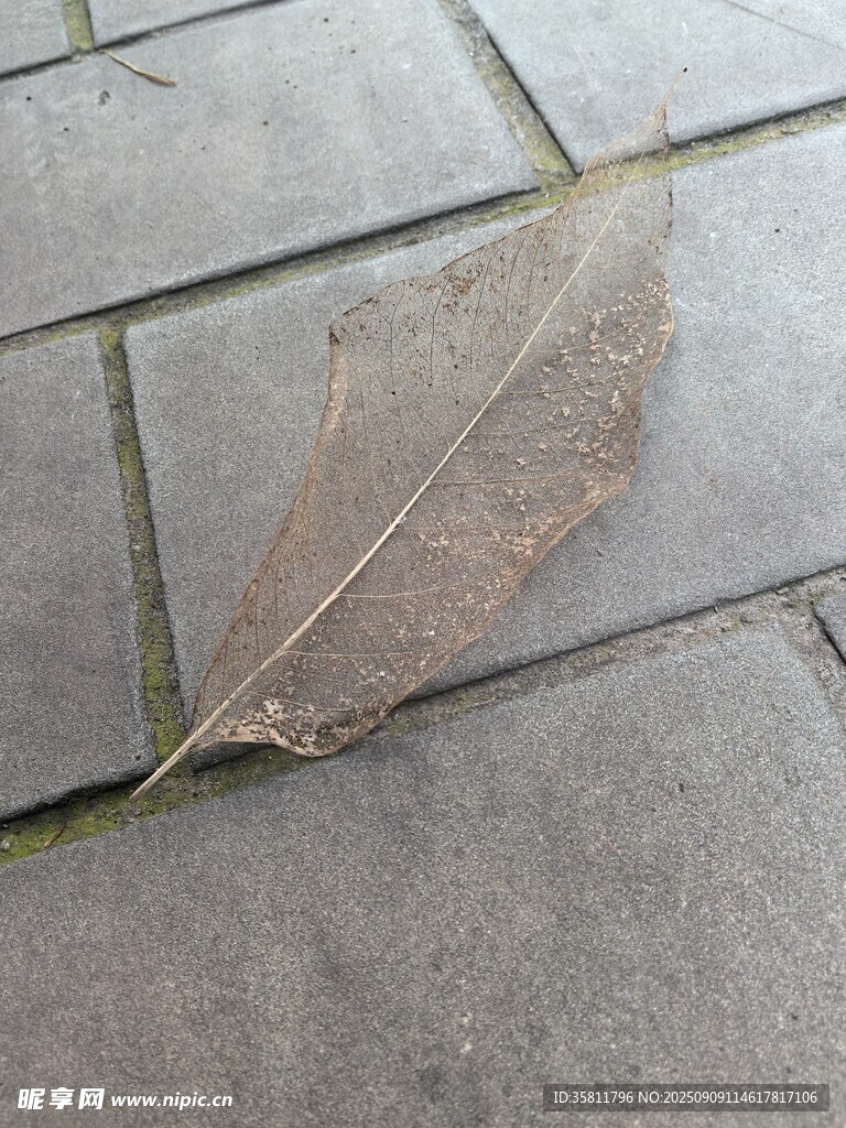 地面上的一片枯葉
