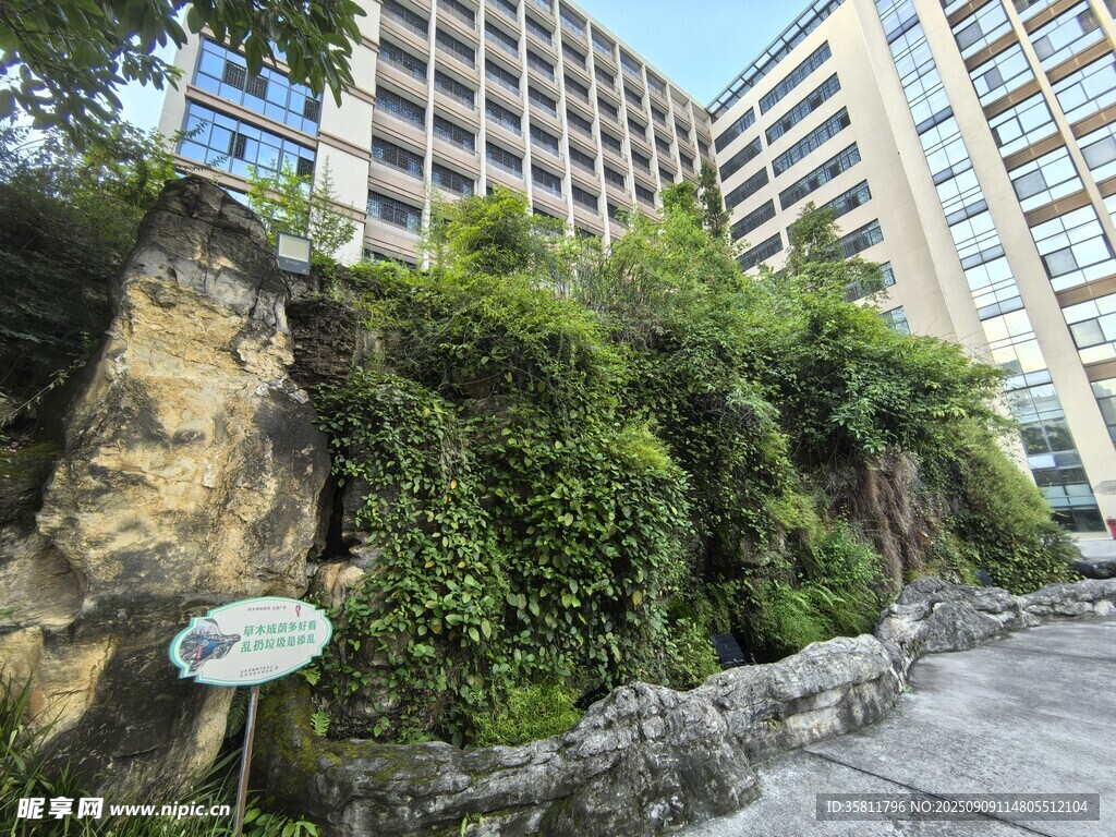 城市中生機(jī)盎然的綠植墻