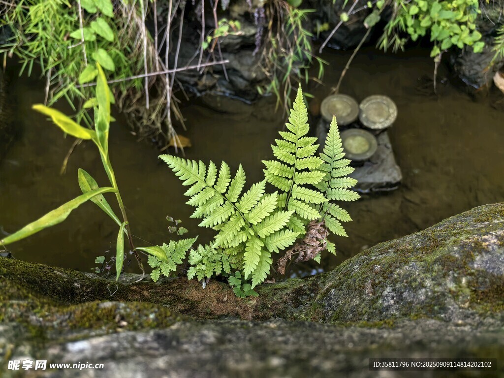 溪邊蕨類植物與石塊景觀