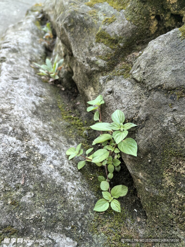 石縫中生長的嫩綠植物
