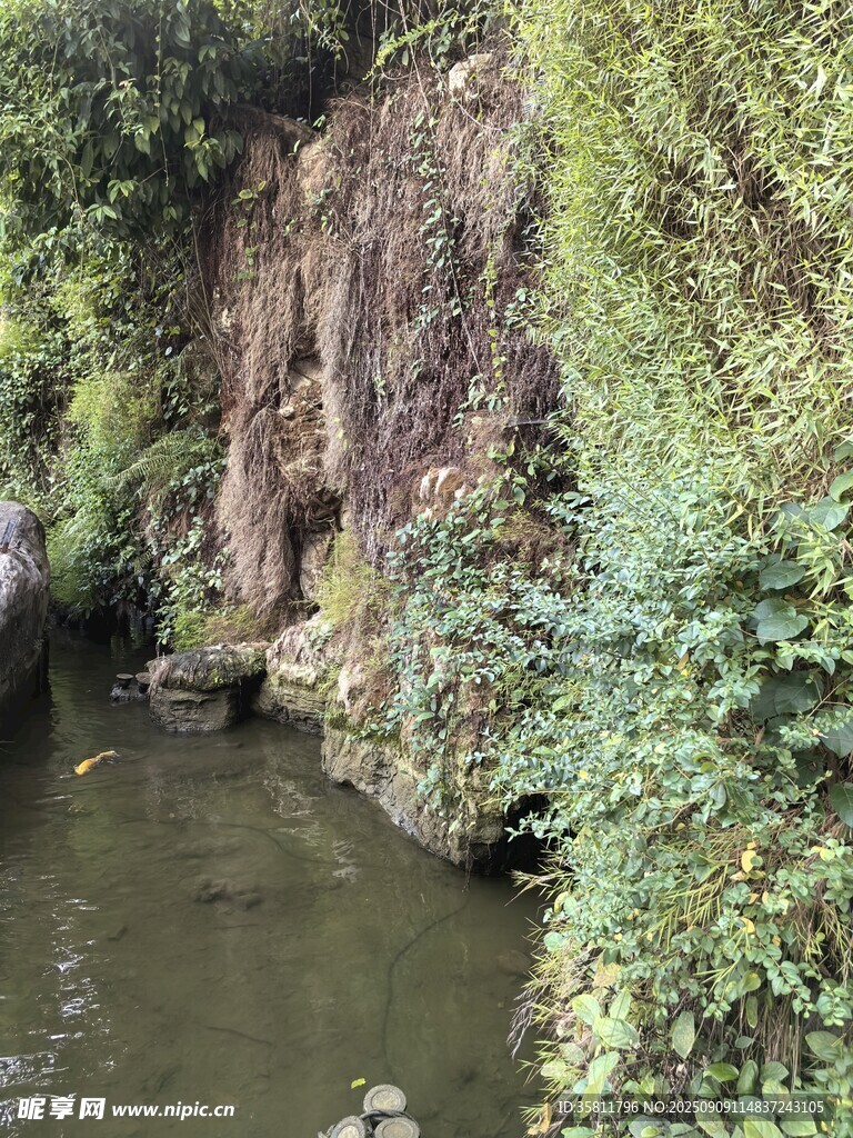 山間溪流旁的蔥郁景致