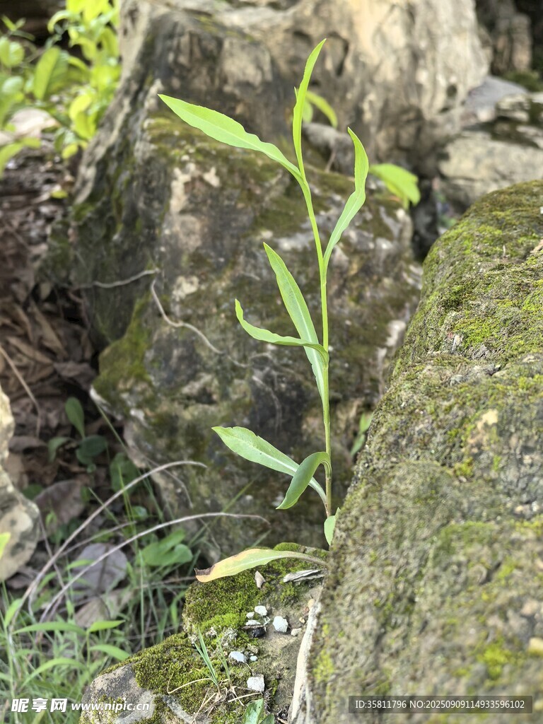 石縫中生長的嫩綠植物