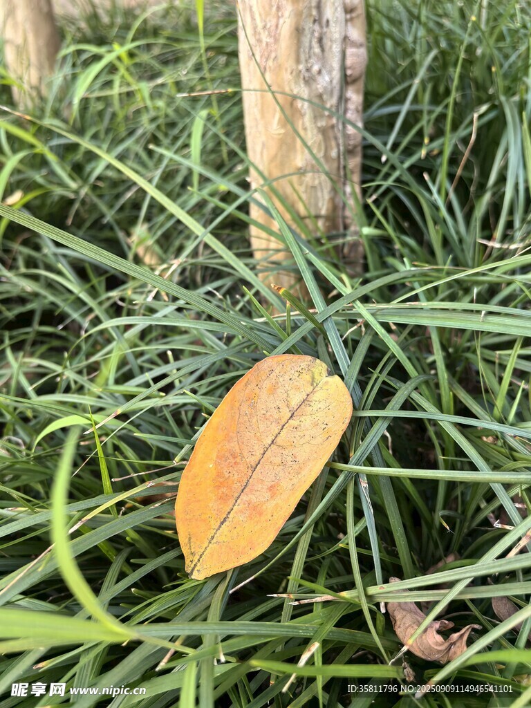 草地上的橙黃色葉片