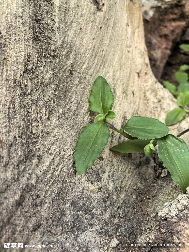假山旁生長的嫩綠小植物