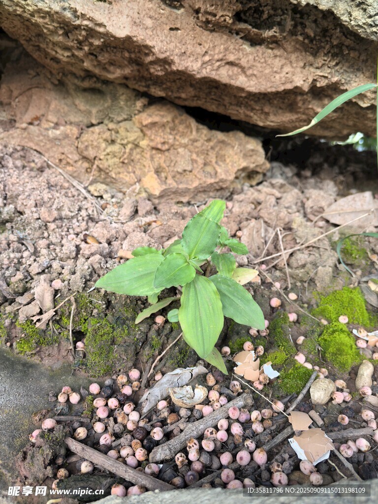 石縫中生長的嫩綠植物