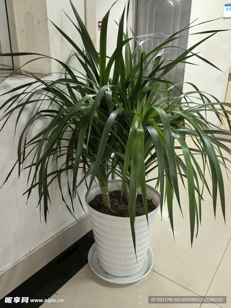 室內(nèi)綠植盆栽龍須樹