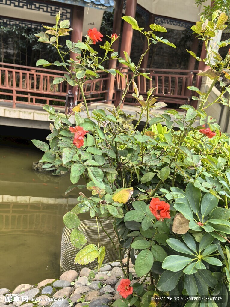 中式庭院花卉與水景