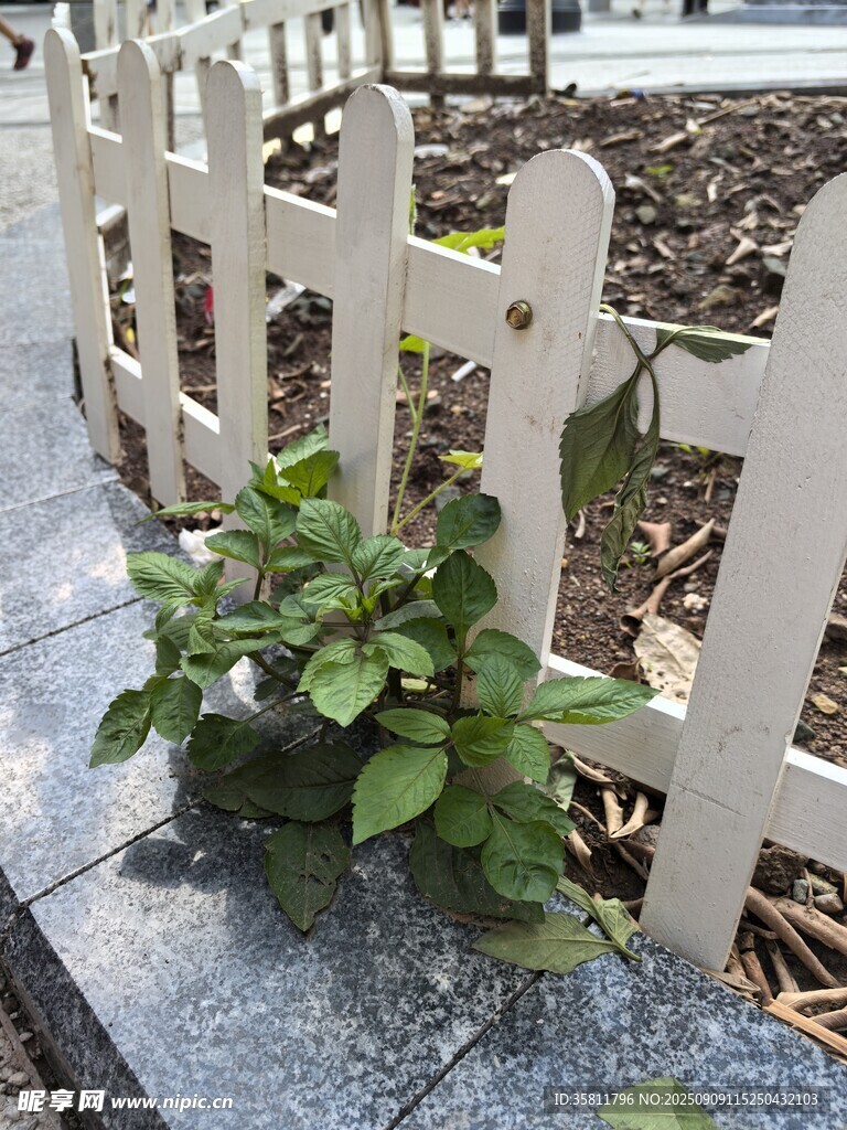 圍欄邊的綠植