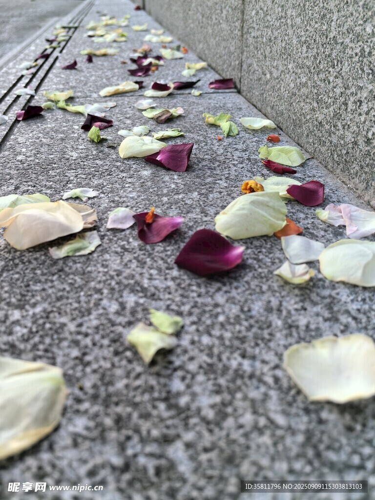 散落的多彩花瓣