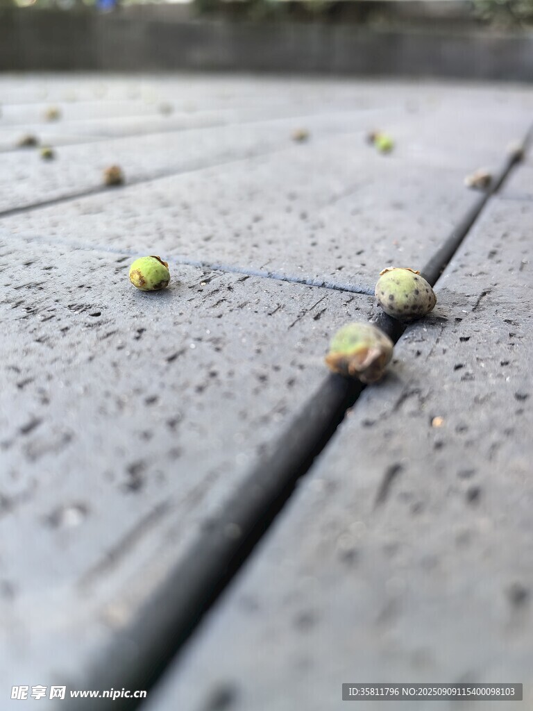 地面散落的綠色小果實