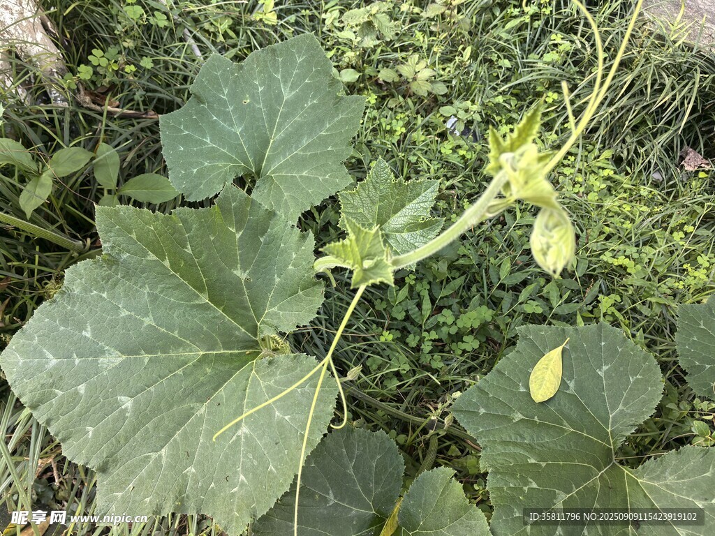 南瓜植株與花朵特寫