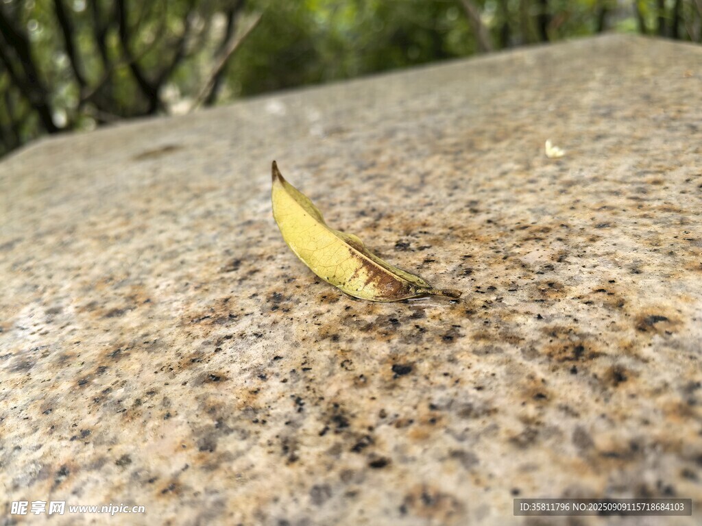 石上獨(dú)葉