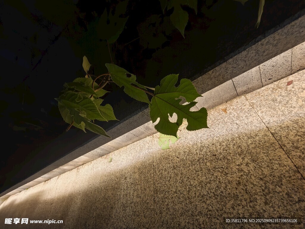 夜間墻邊綠植光影特寫