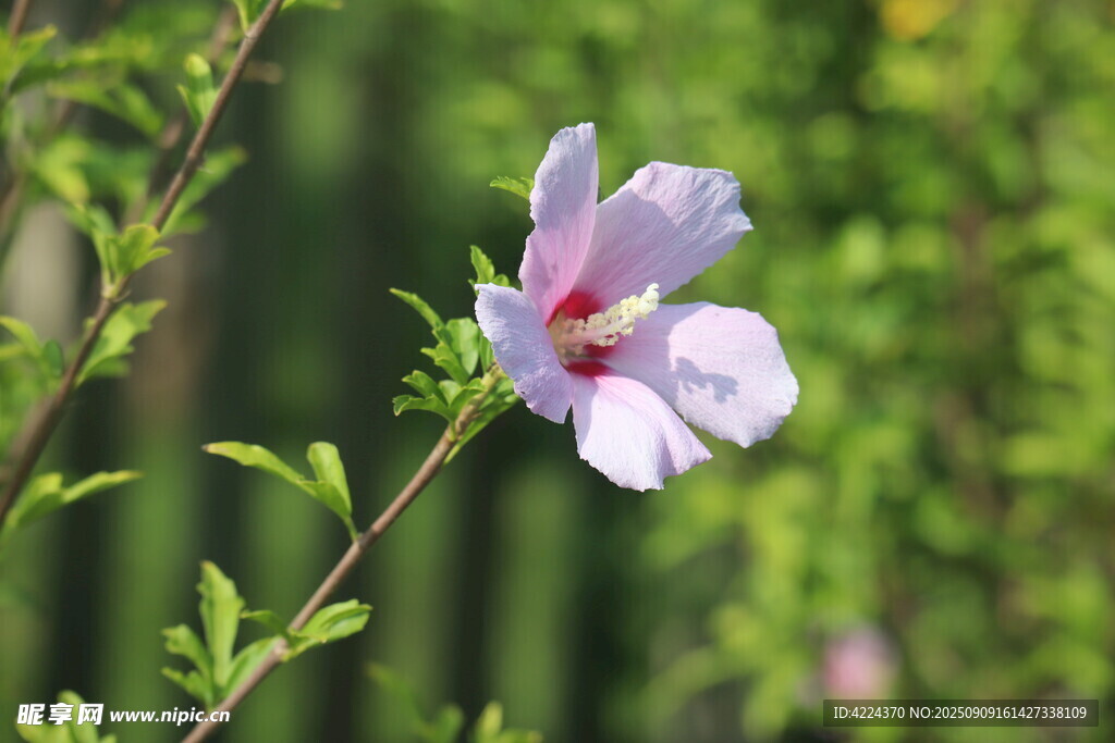 木槿