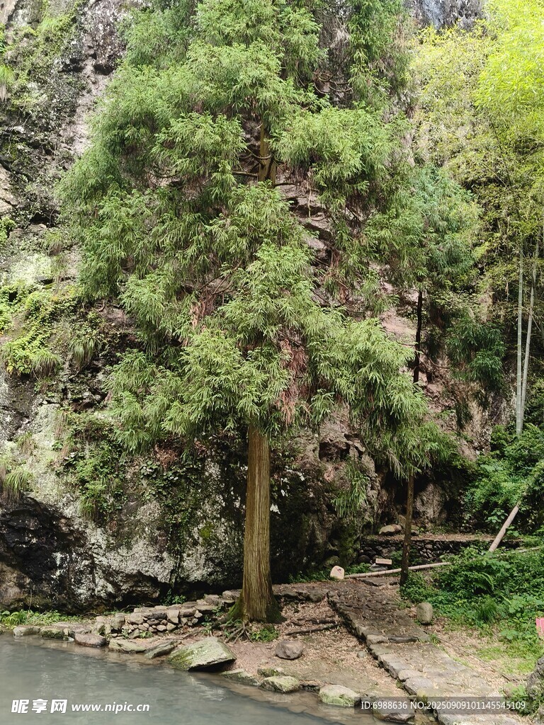 山林間的挺拔樹木