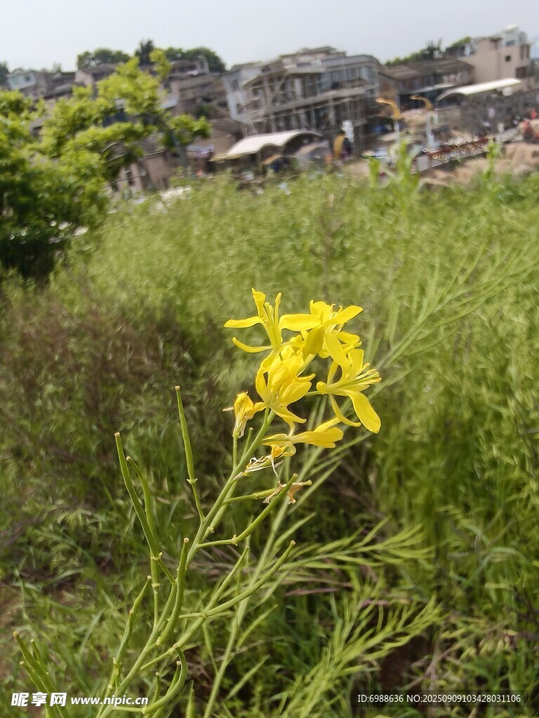 田野中的燦爛黃色小花