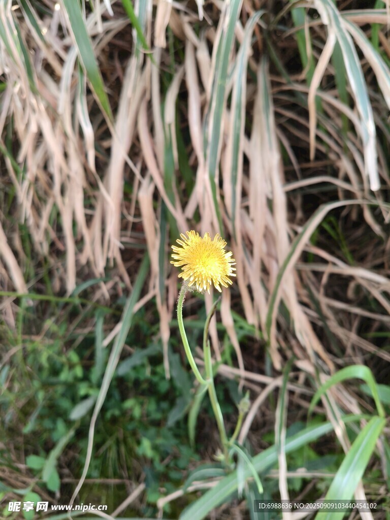 草叢中綻放的黃色小花