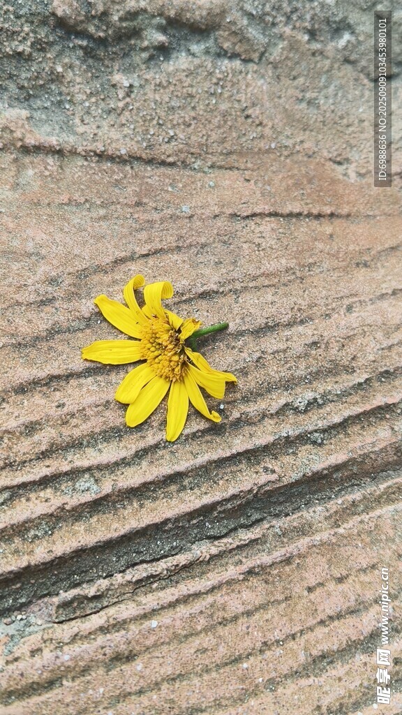 木板上的單朵黃色小花