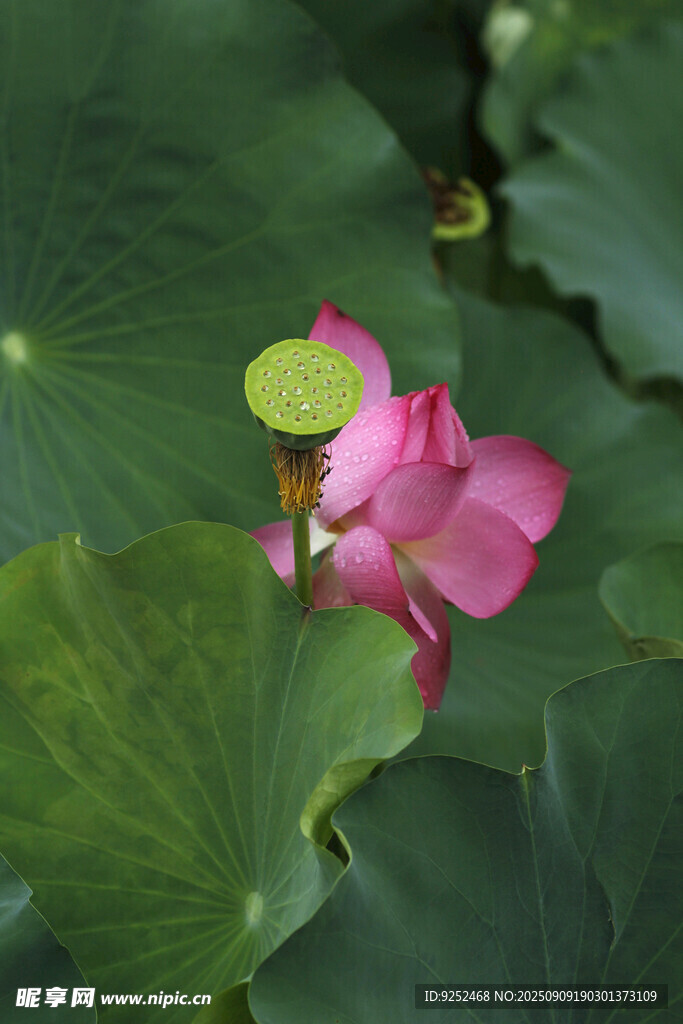 荷花 荷葉