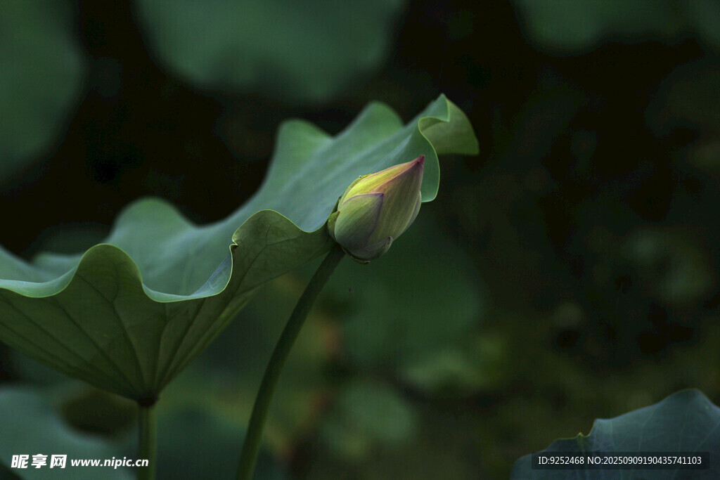 花苞 荷葉