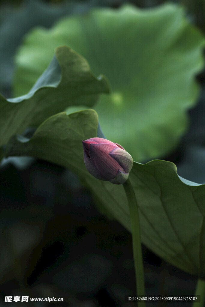 花苞 荷葉