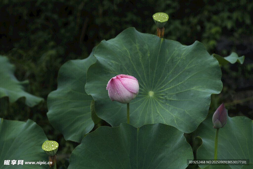 芙蓉 