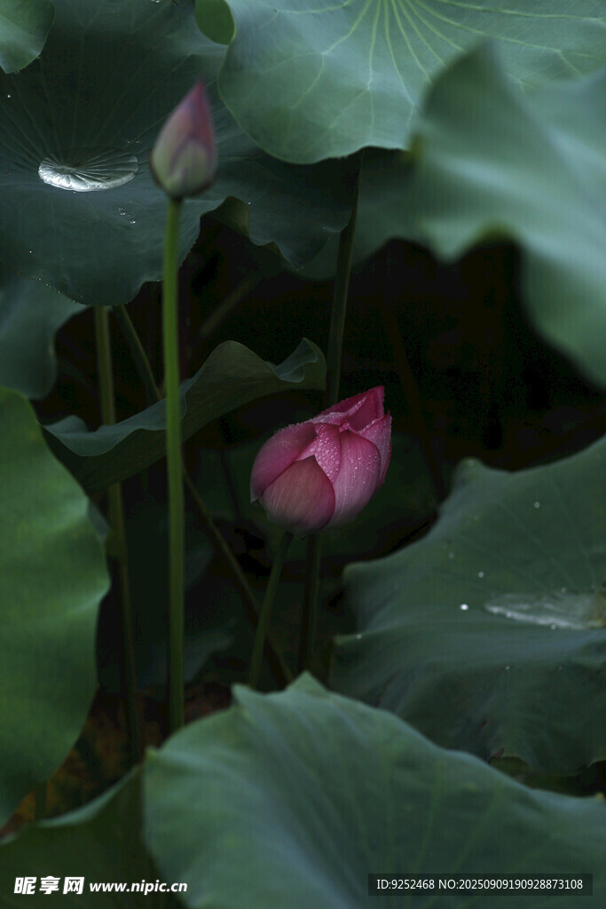 含苞 荷花 荷葉