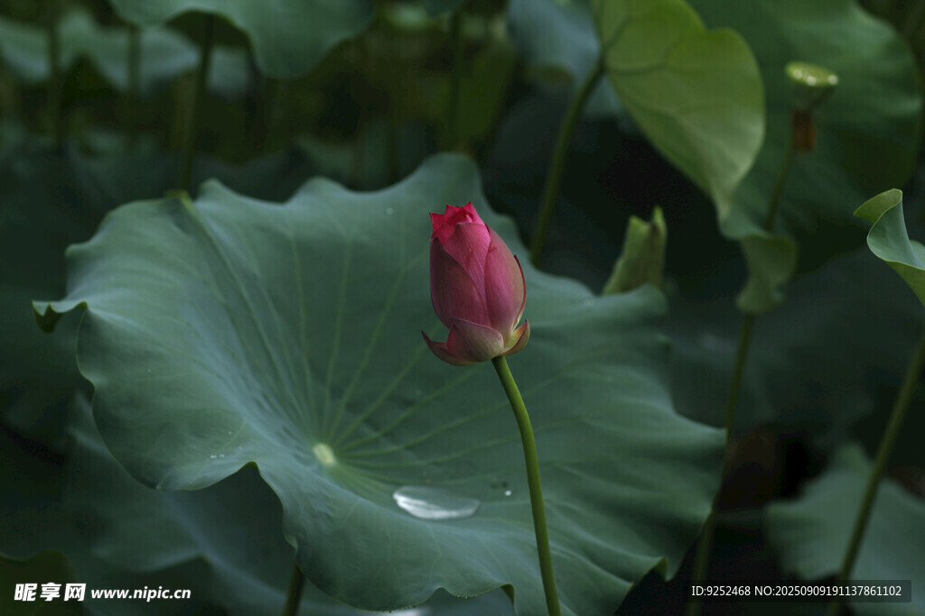 花苞 荷葉