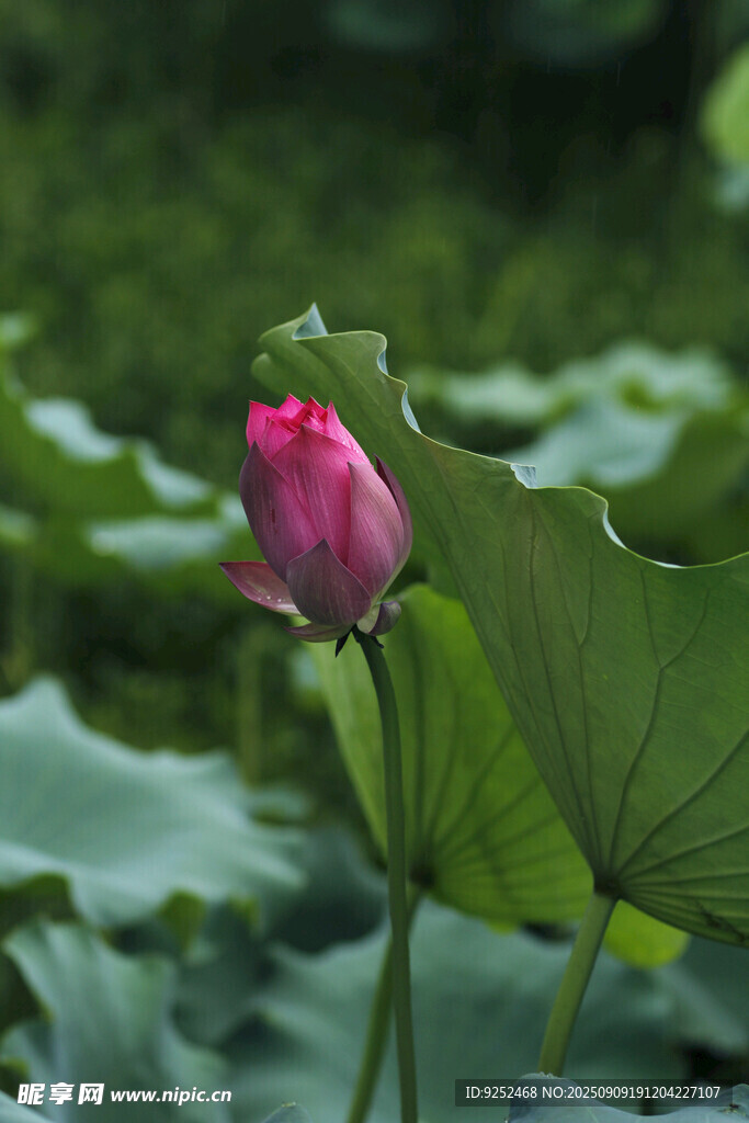 花苞 粉色