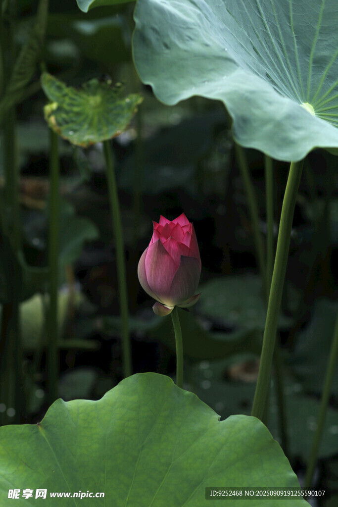 花苞 荷葉