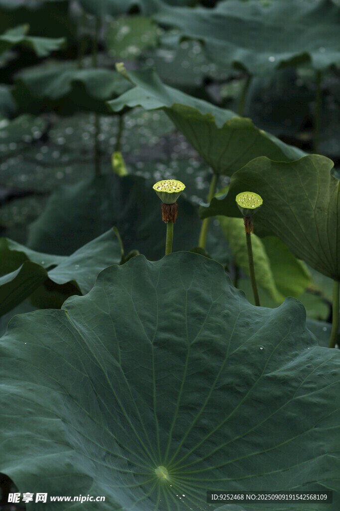 花苞  荷葉