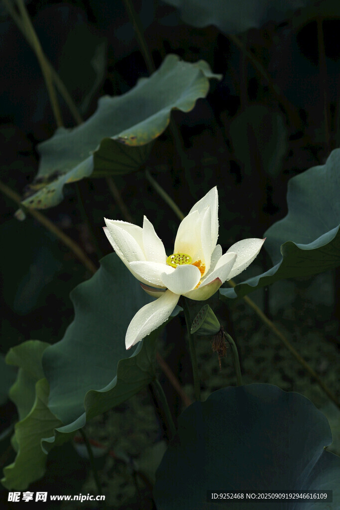 潔白 荷花