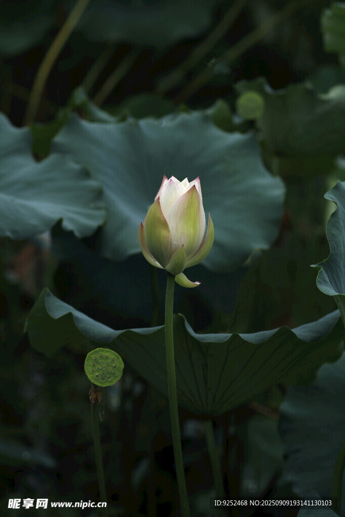 花苞 荷葉