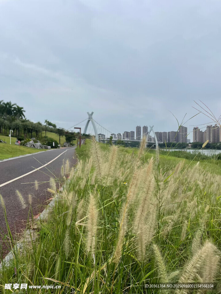 路邊搖曳的美麗蒲葦景觀
