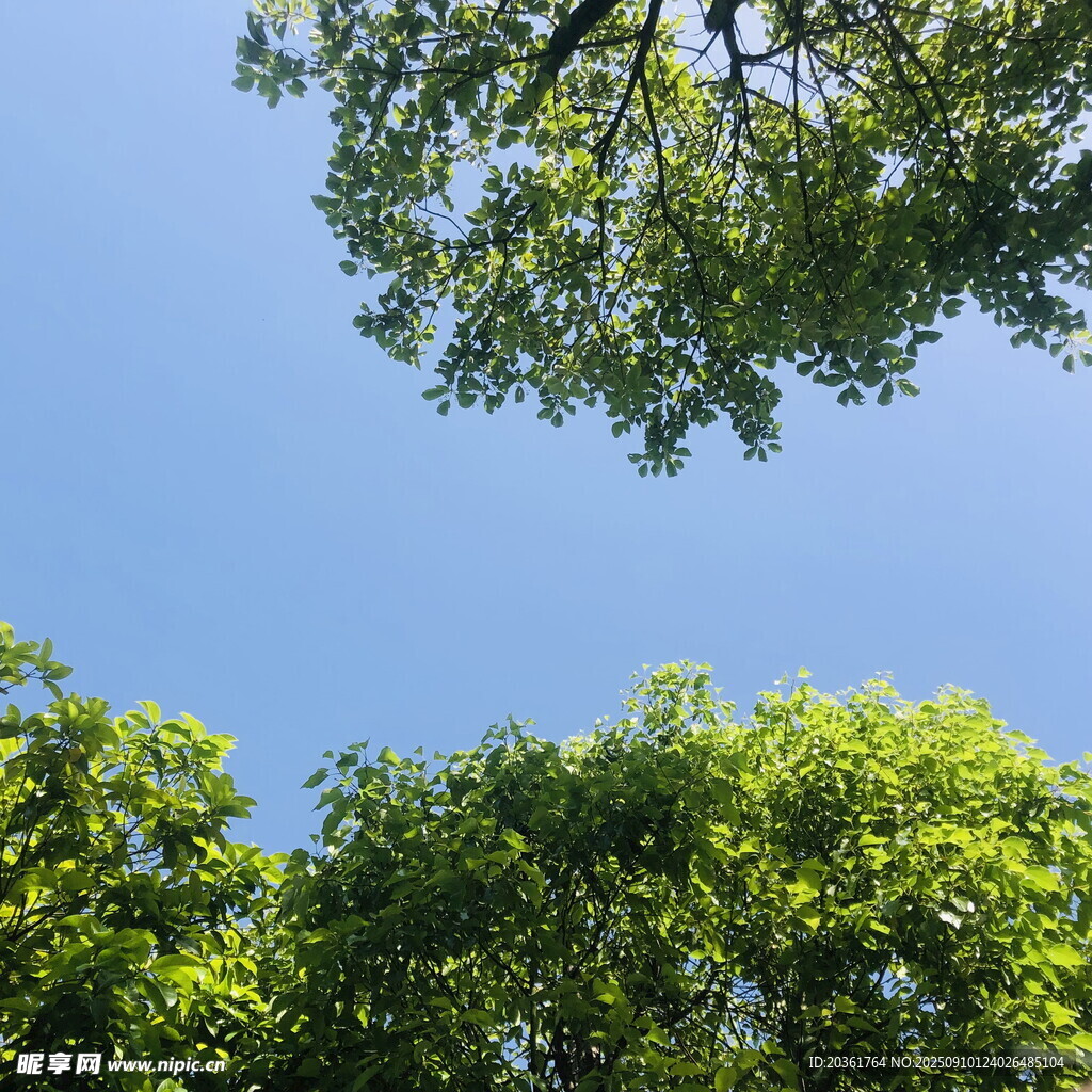 仰視綠樹藍天美景