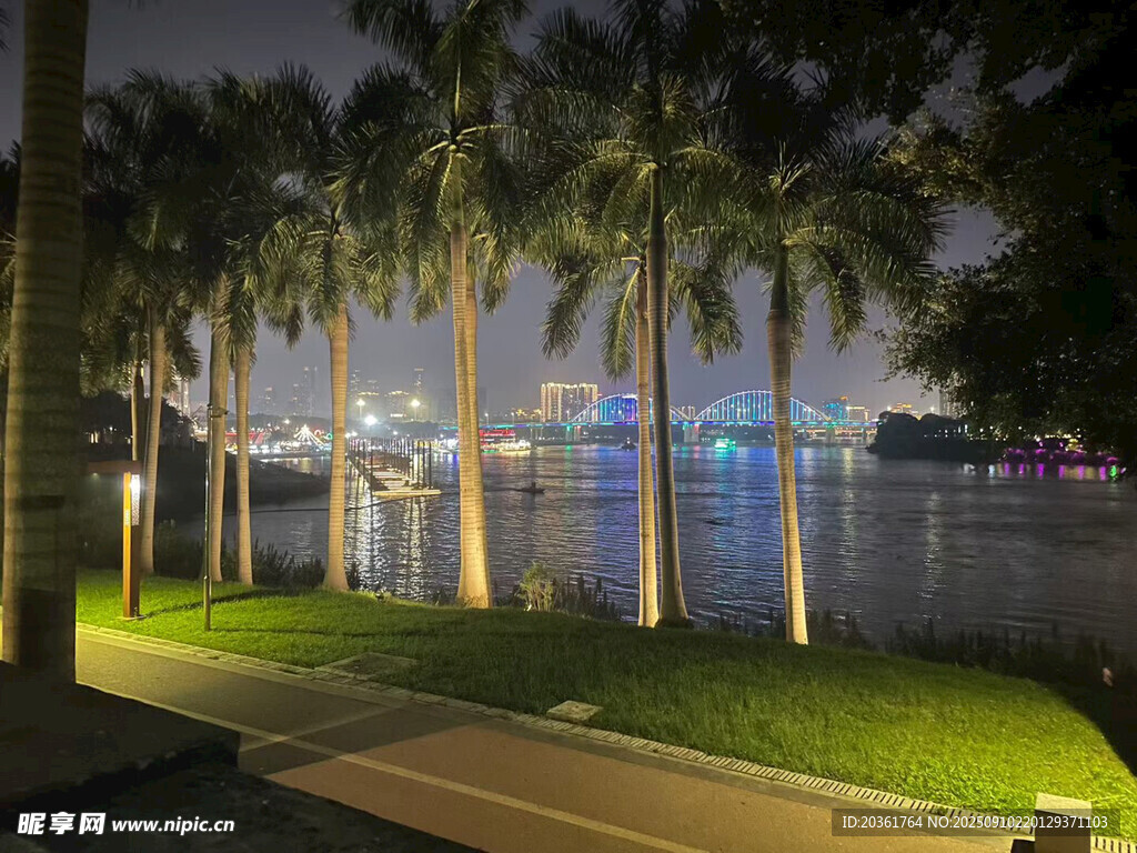 夜晚湖畔的椰樹與城市燈火