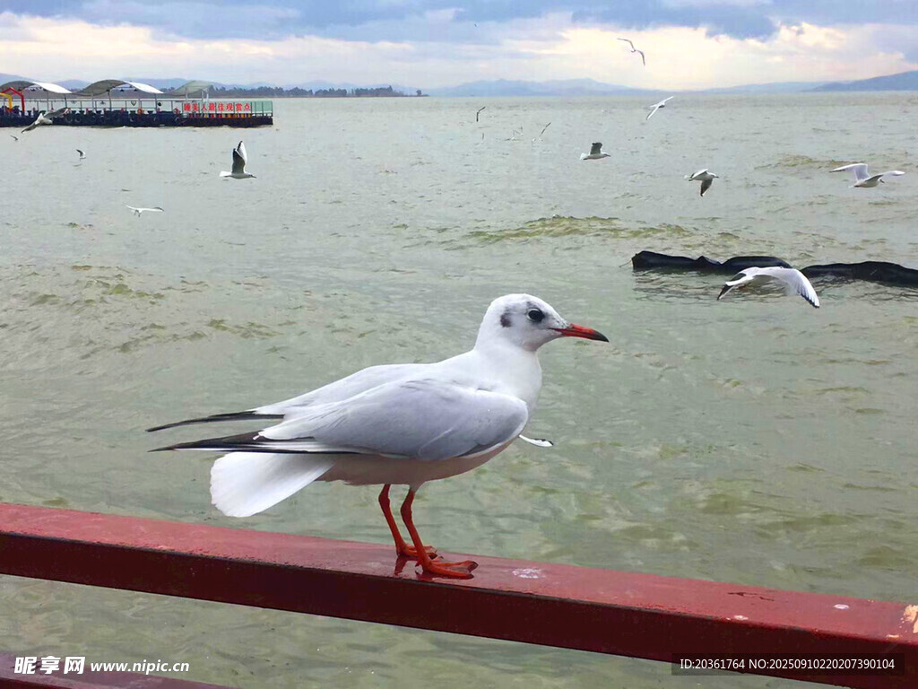 海鷗立于欄桿眺望海面