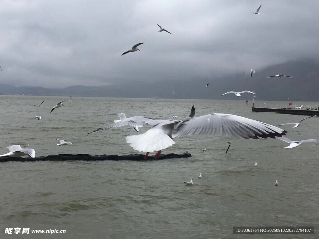 海面飛鳥(niǎo)與激起的浪花