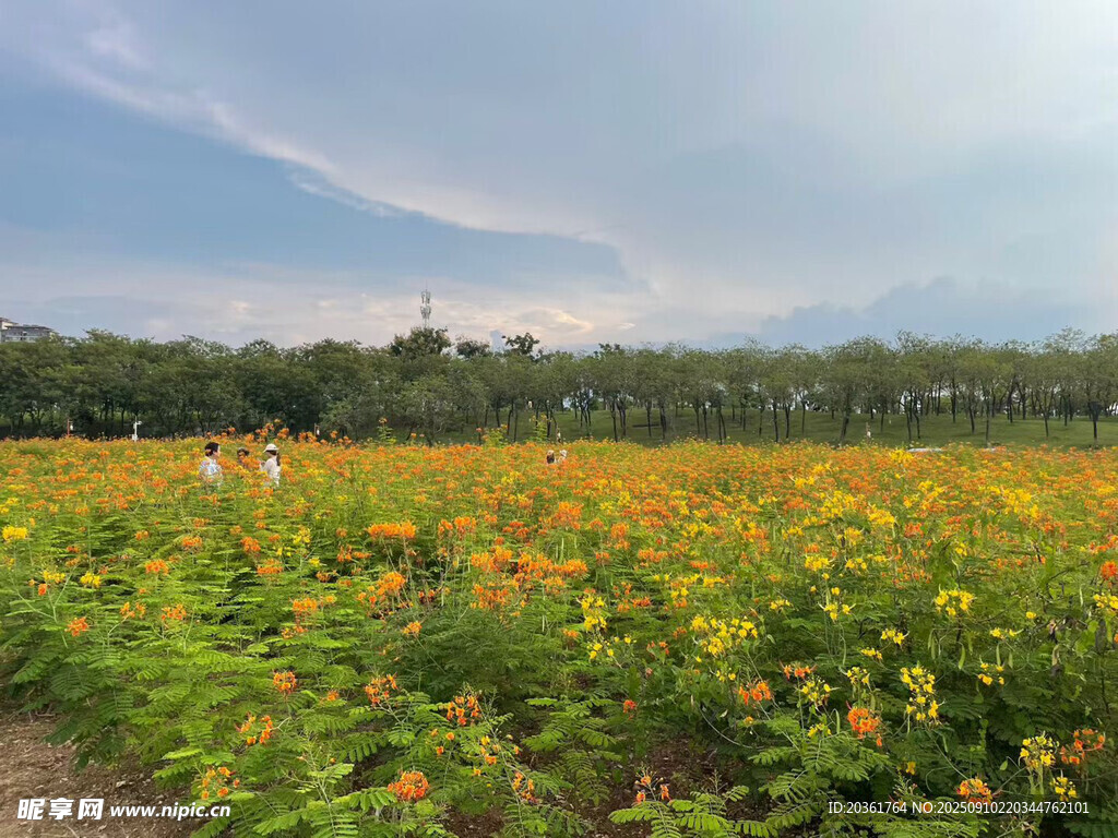 花海美景