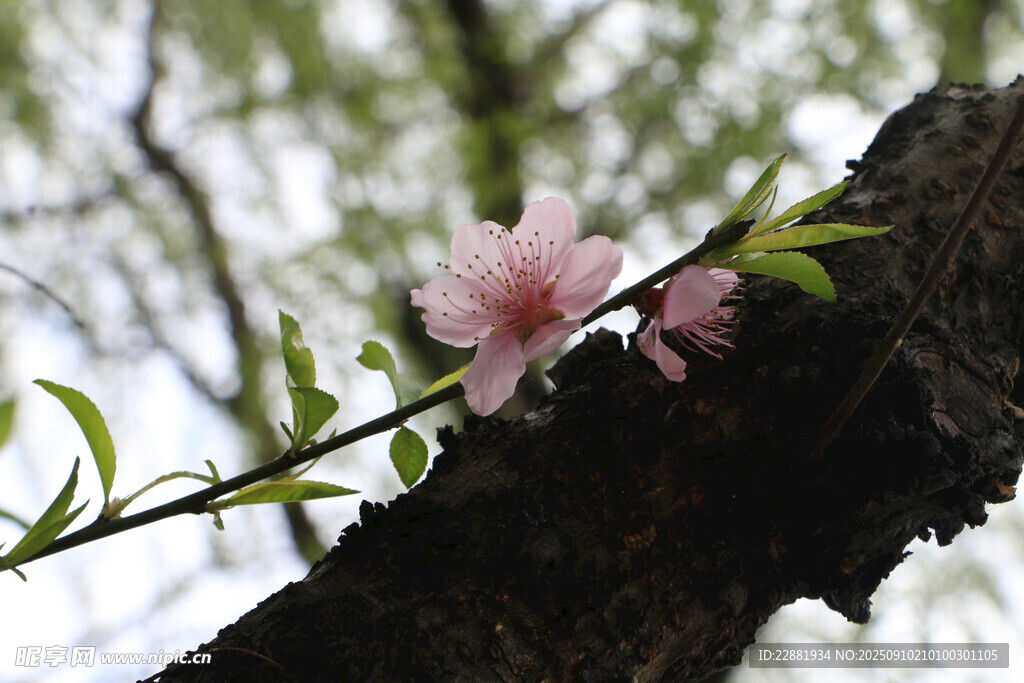一支桃花