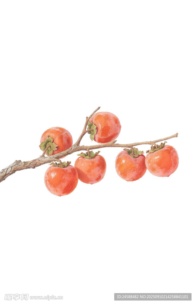 實(shí)拍新鮮飽滿(mǎn)的枝頭紅柿免扣元素