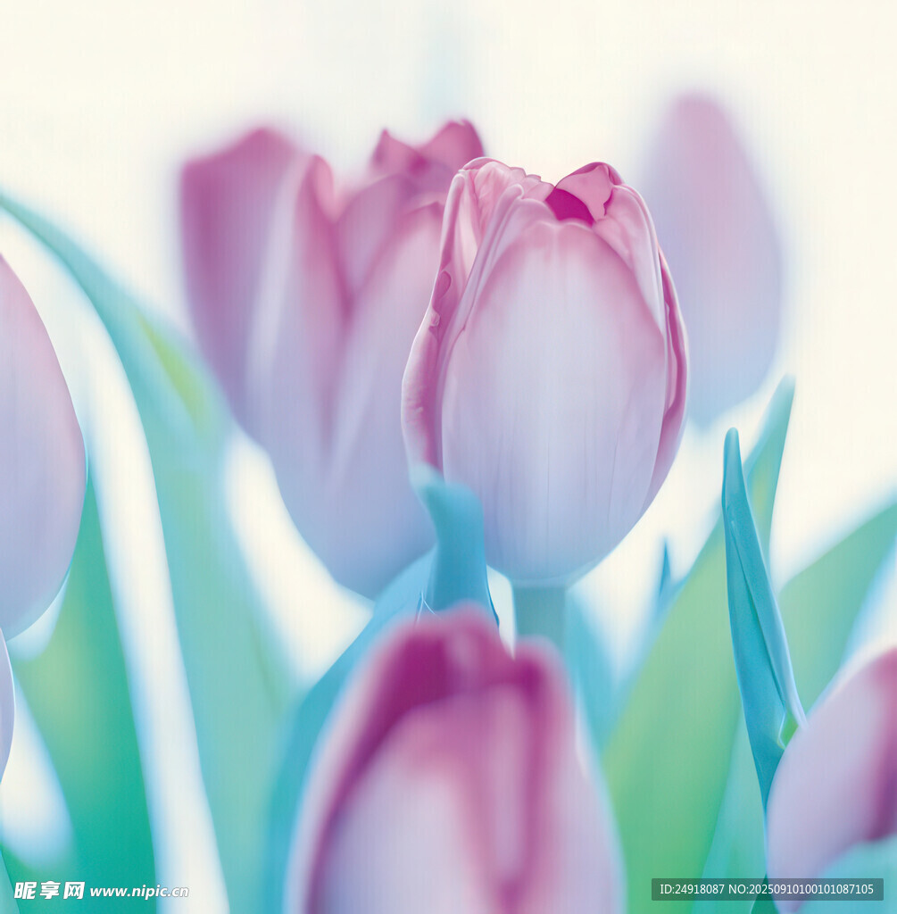 粉色郁金香花卉特寫