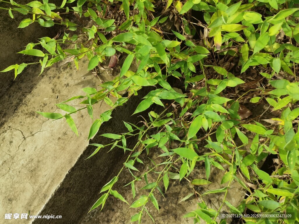 石階旁生長的翠綠植物