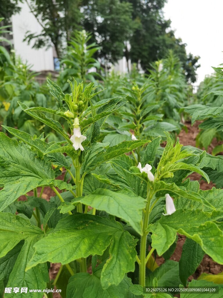 綠葉叢中的白色花朵