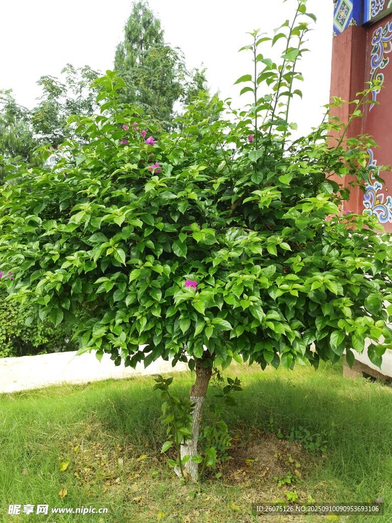 綠葉繁茂的庭院小樹