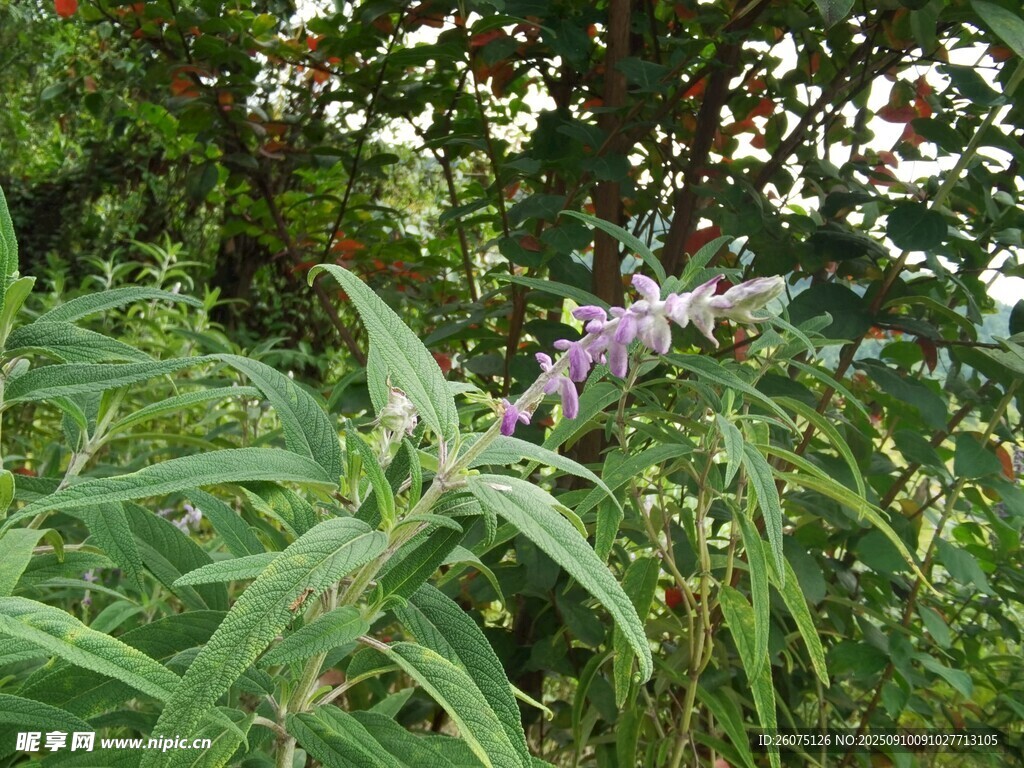 紫色花草生長(zhǎng)于綠植間