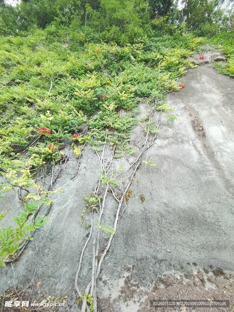 山間巖壁旁的繁茂綠植