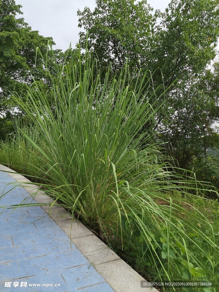 路邊茂盛的綠色觀賞草